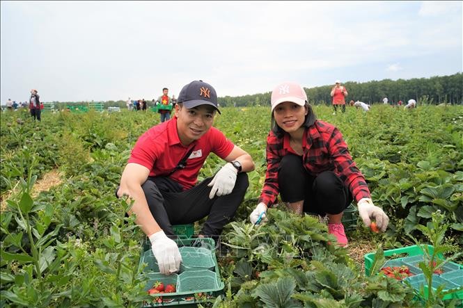 Vietnamese Embassy Join Strawberry Picking Event on Communist Saturday in Russia