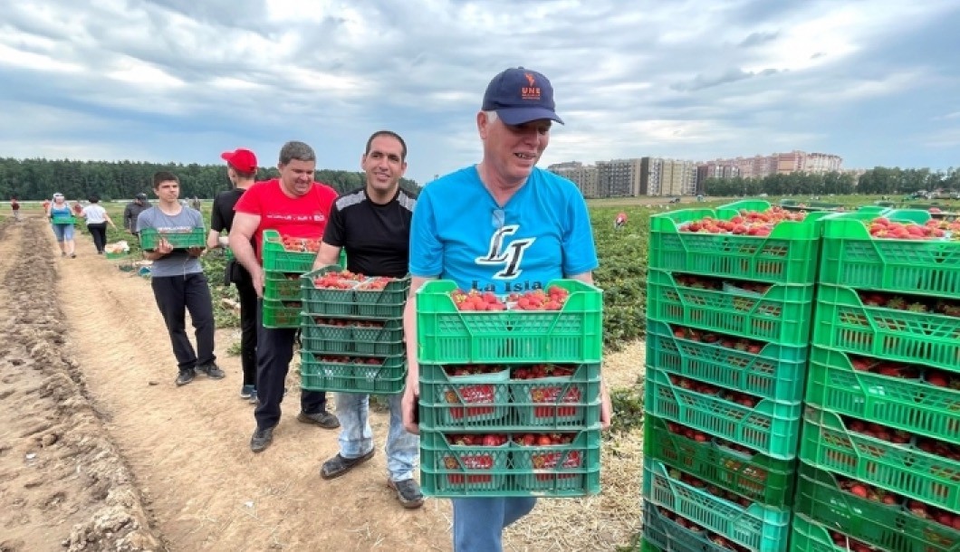 Vietnamese Embassy Join Strawberry Picking Event on Communist Saturday in Russia