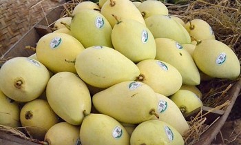 RoK Increases Imports of Vietnamese Mangoes