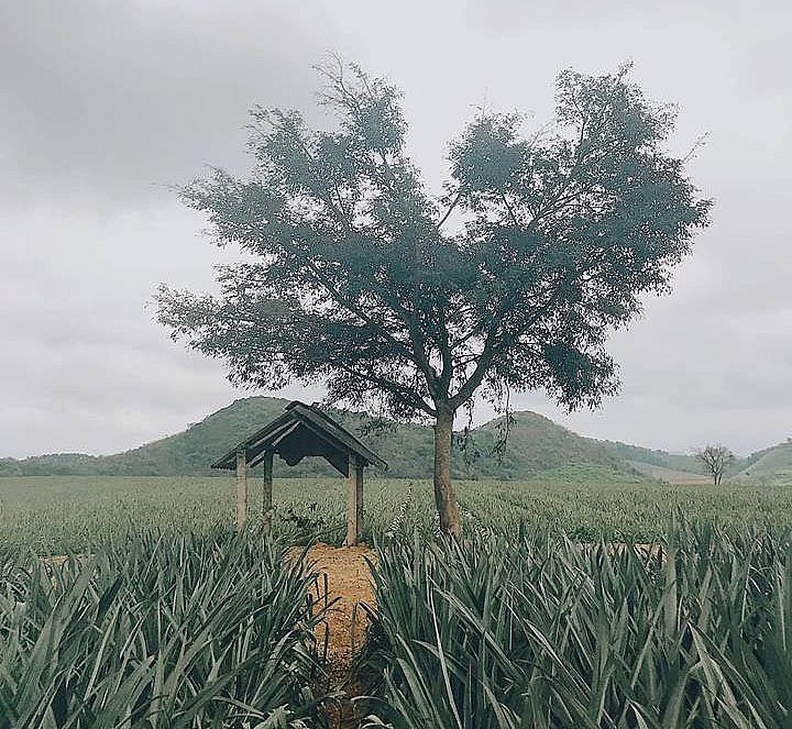 Tam Diep Pineapple Hill: Favorite Check In Place of Young People