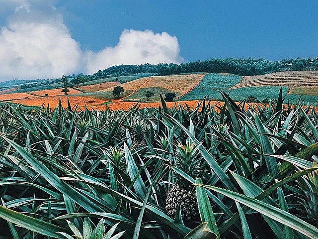 Tam Diep Pineapple Hill: Favorite Check In Place of Young People