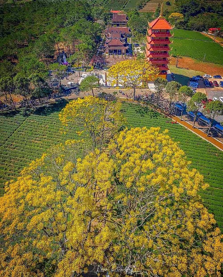 Brilliant Golden Royal Poinciana at Bat Nha Monastery