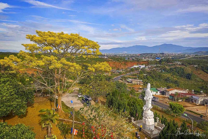 Brilliant Golden Royal Poinciana at Bat Nha Monastery