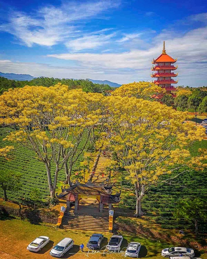 Brilliant Golden Royal Poinciana at Bat Nha Monastery
