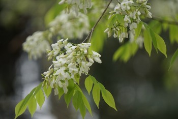 [Photos] Pure White Sua Flowers Decorate Hanoi's Streets During Spring Days