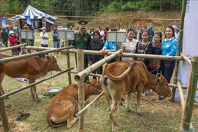 Photo: Cows presented to border residents