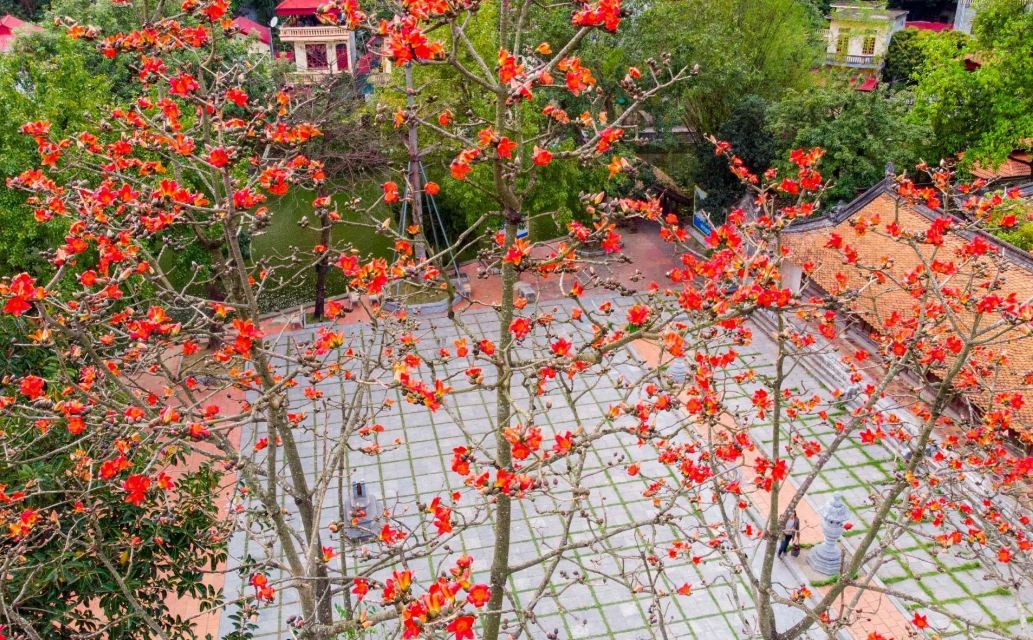 Red Silk-Cotton Flowers in Full Bloom at Hanoi's Thousand-Year-Old Pagoda