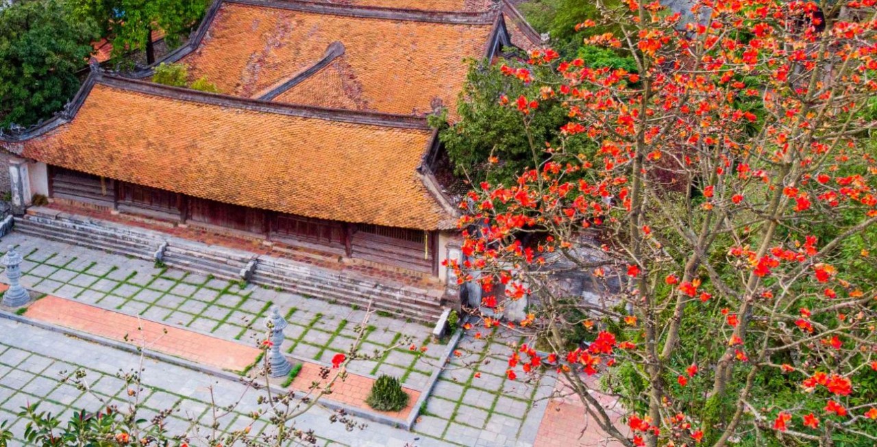 Red Silk-Cotton Flowers in Full Bloom at Hanoi's Thousand-Year-Old Pagoda