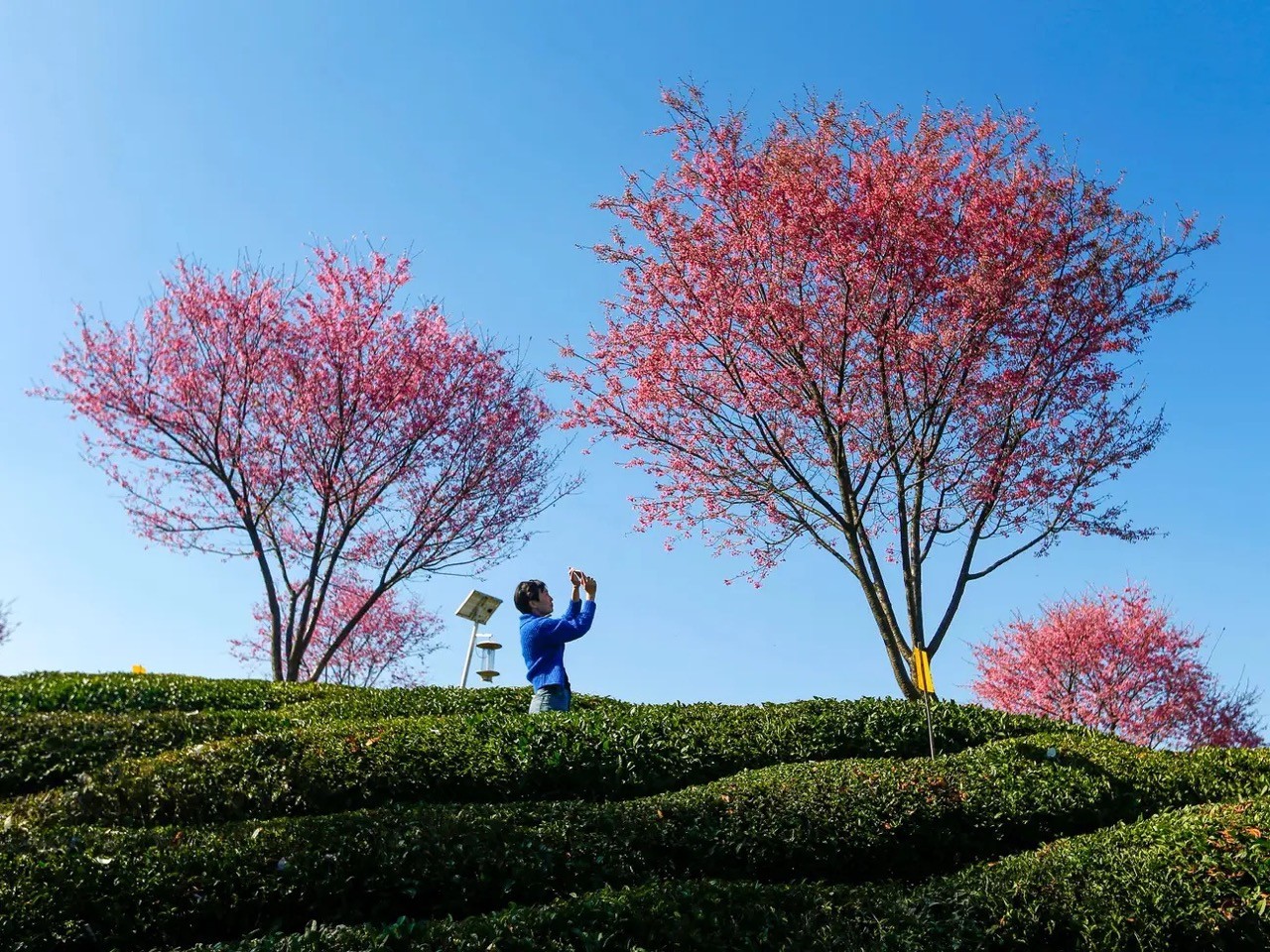 [Photo] Cherry Blossom Peak Bloom Arrives worldwide