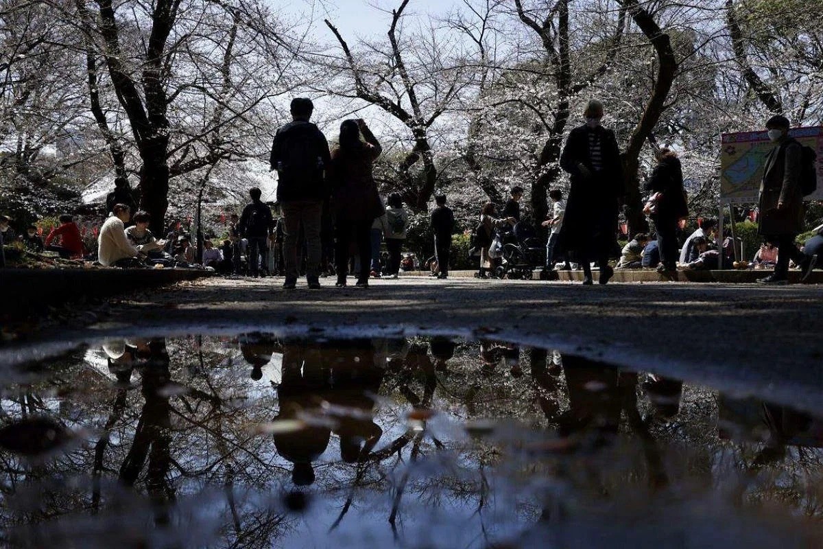 Cherry trees in bloom at Ueno Park in Tokyo, Japan, on March 19, 2023. PHOTO: BLOOMBERG