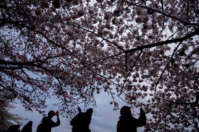 [Photo] Cherry Blossom Peak Bloom Arrives worldwide