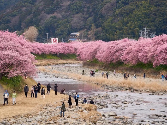 People enjoy early blooming Kawazu cherry blossoms in Kawazu, Japan, on February 24, 2023. Zhang Xiaoyu/Xinhua/Getty Images