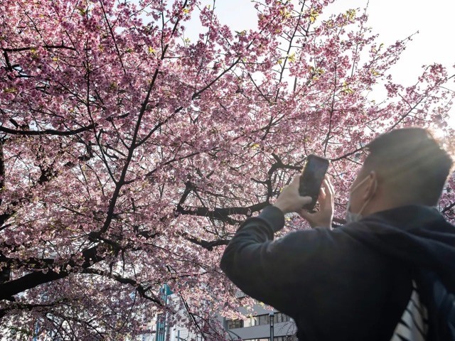 A man in Ueno Park, Tokyo, takes a photo of the early cherry blossoms on March 14, 2023. RICHARD A. BROOKS/AFP via Getty Images