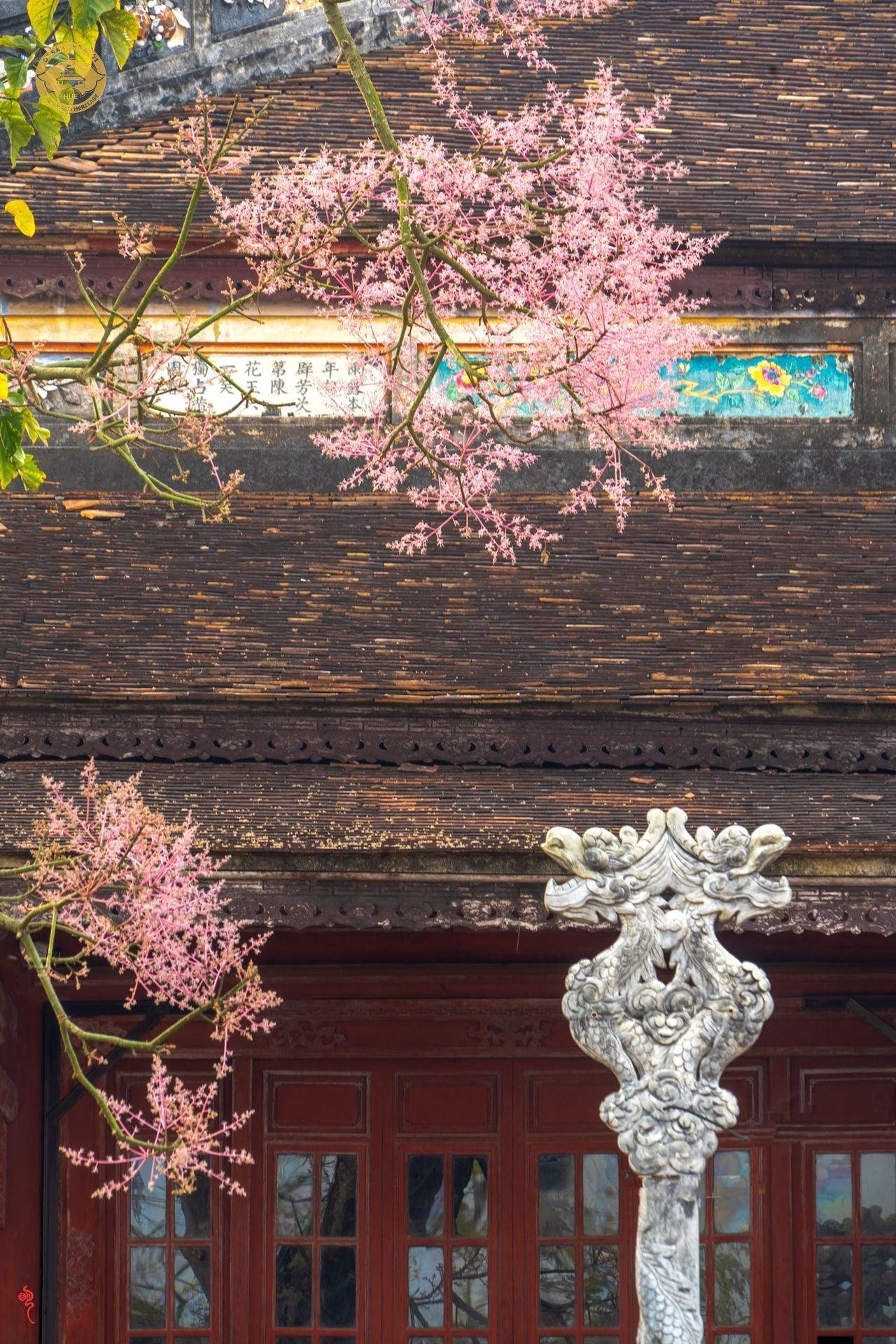 Stunning Firmiana Simplex Flower Bloom in Hue Imperial Citadel