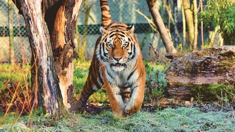 50 Years of Project Tiger: India Earns Its Stripes by Restoring the Roar