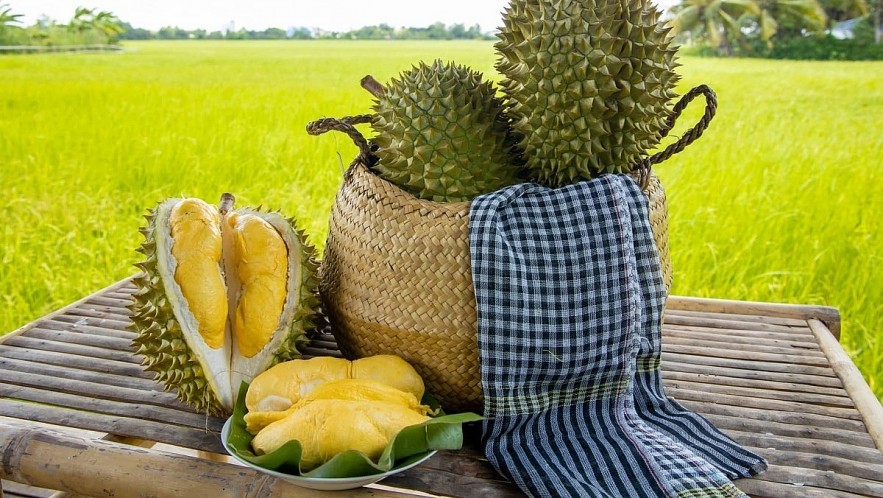 Ri6 is the most famous durian variety in the Mekong Delta in the early 1990s 