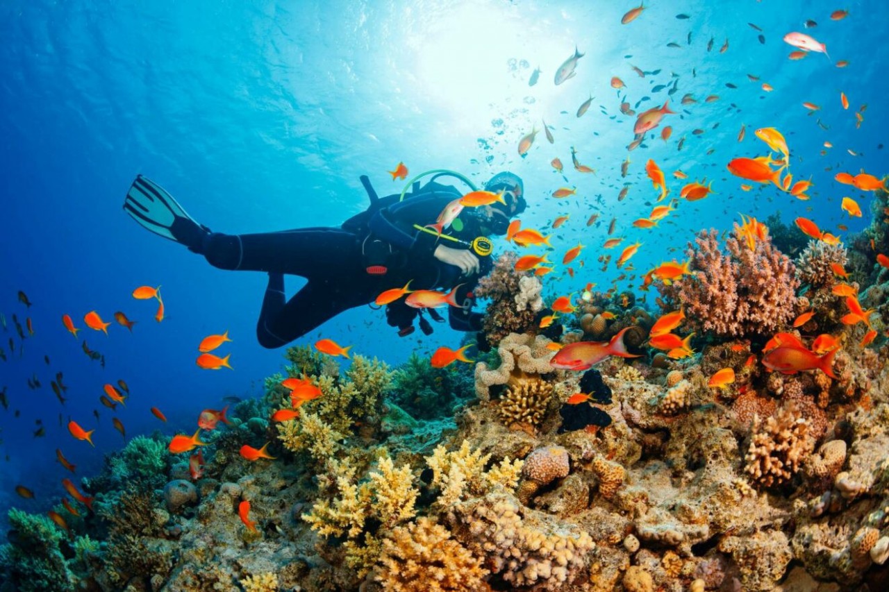 The most interesting activity is diving to see colorful coral species. Photo: Heyotour