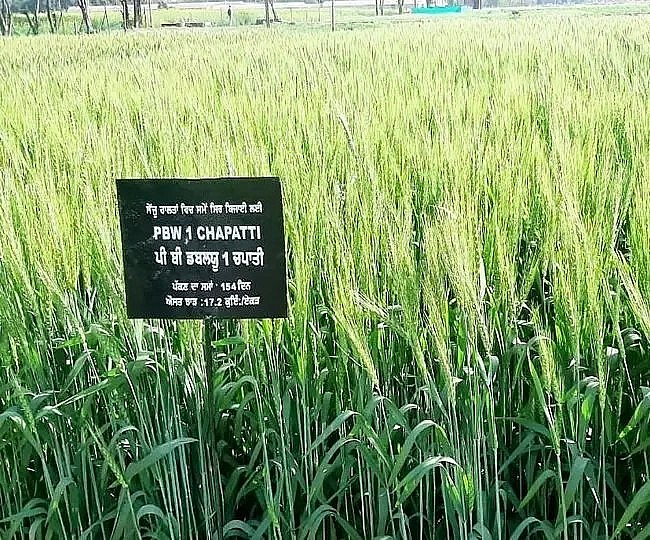 Punjab Agricultural University Introduces ‘PBW1Chapati’ Wheat Variety Punjab Agricultural University Introduces ‘PBW1Chapati’ Wheat Variety