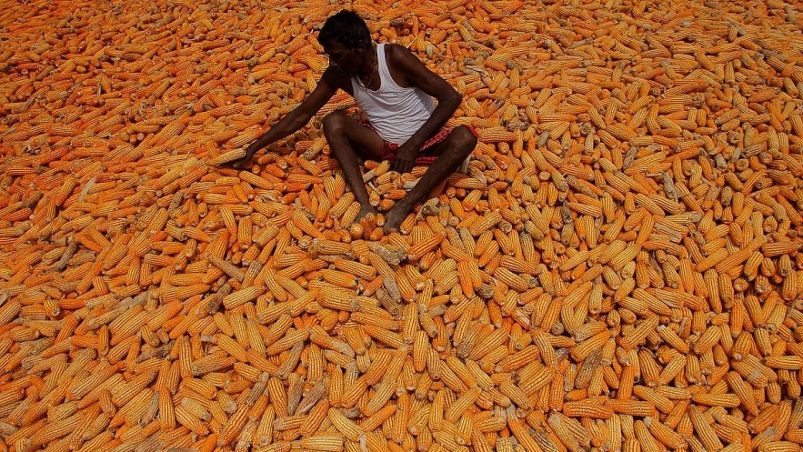A farmer in the midst of harvested maize in Nabarangapur district’s Umerkote town in south Odisha. | Photo Credit: Biswaranjan Rout