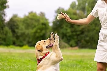buddy wood chew a leading brand from vietnam with quality dog chew products