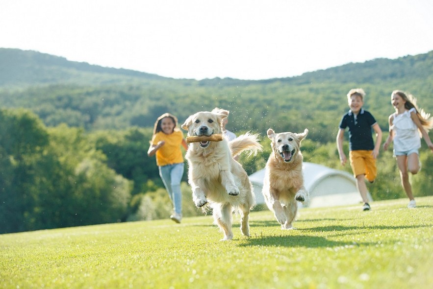 Buddy Wood Chew - A Leading Brand from Vietnam with Quality Dog Chew Products