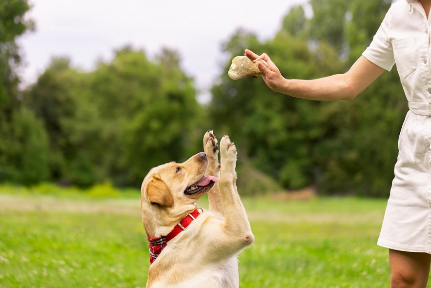 Buddy Wood Chew - A Leading Brand from Vietnam with Quality Dog Chew Products