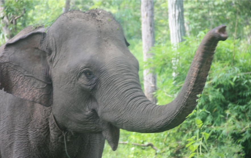 An Afternoon with Yok Don's Elephant Guardians
