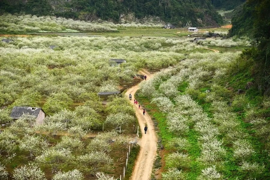 Na Ka Plum Valley – A Perfect Weekend Getaway In Moc Chau