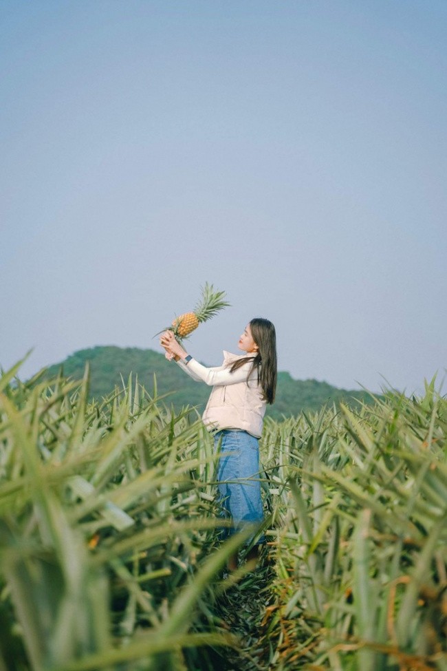 Tam Diep Pineapple Hill - A Unique Green Haven In Ninh Binh