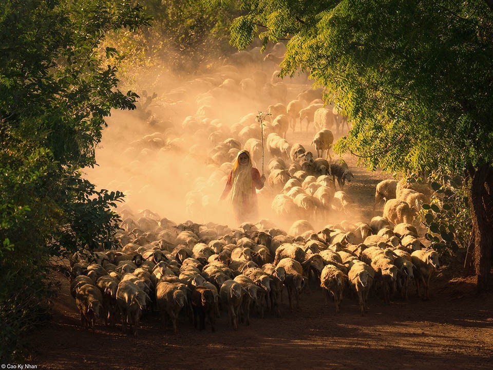 vietnamese photographers win awards at pink lady food photography 2024