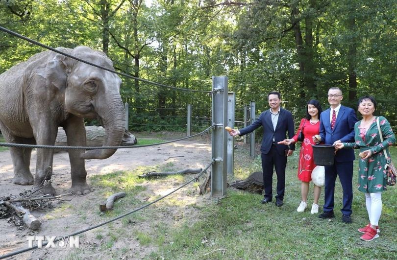 vietnamese elephant adds to german zoos charm
