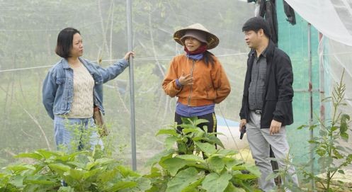 A greenhouse model in Xi Thoai hamlet, Xuan Lanh commune