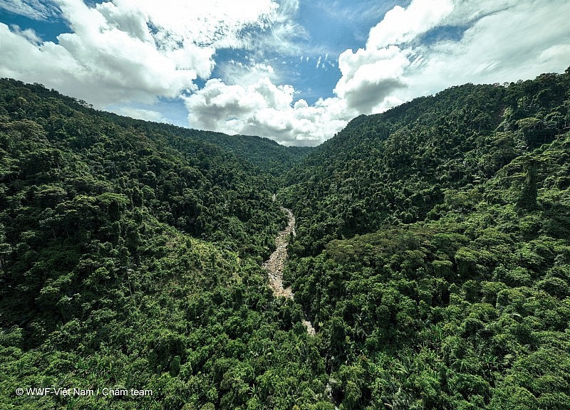 Photo: WWF Vietnam