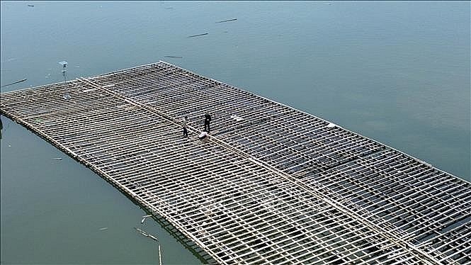 Local fishermen check and reinforce aquaculture rafts in Ha An ward, Quang Ninh province (Photo: VNA)