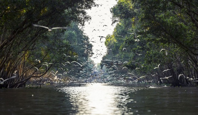 Vietnam Strengthens Cross-Sector Fight against Invasive Species to Meet Biodiversity Goals
