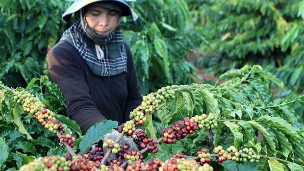 Agricultural, Forestry And Fishery Exports In Vietnam Reached Nearly 40 Billion USD