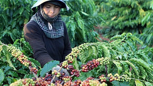 Agricultural, Forestry And Fishery Exports In Vietnam Reached Nearly 40 Billion USD