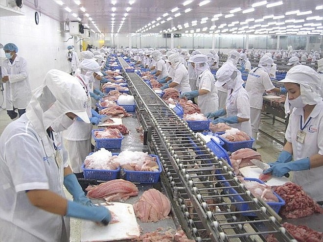 Processing tra fish for export (Photo: VNA)