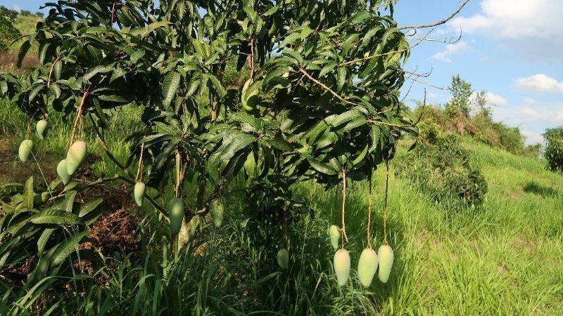 Fruit cultivation model under Vietnam-Australia cooperation. (Photo: Australian Embassy in Vietnam)
