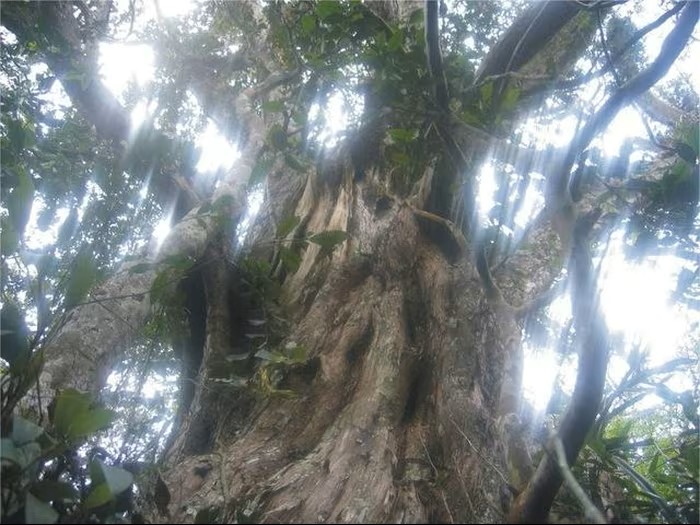 Many Calocedrus rupestris trees estimated to be around 500 years old. (Photo: Phong Nha-Ke Bang National Park) Many Calocedrus rupestris trees estimated to be around 500 years old. (Photo: Phong Nha-Ke Bang National Park)
