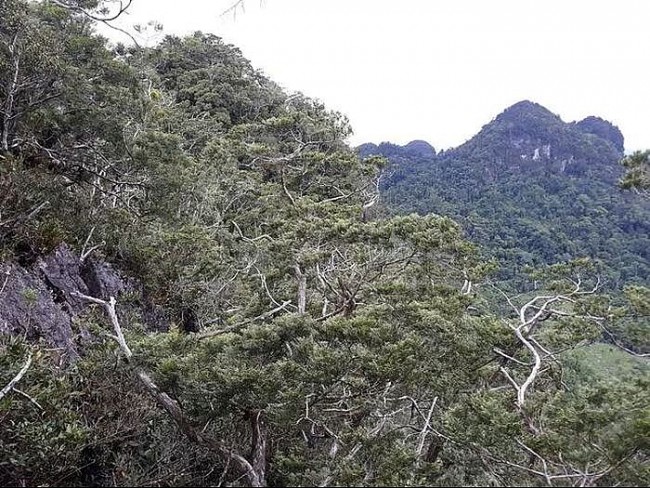 Visitors to Explore Ancient Conifer Forest at Phong Nha-Ke Bang for First Time