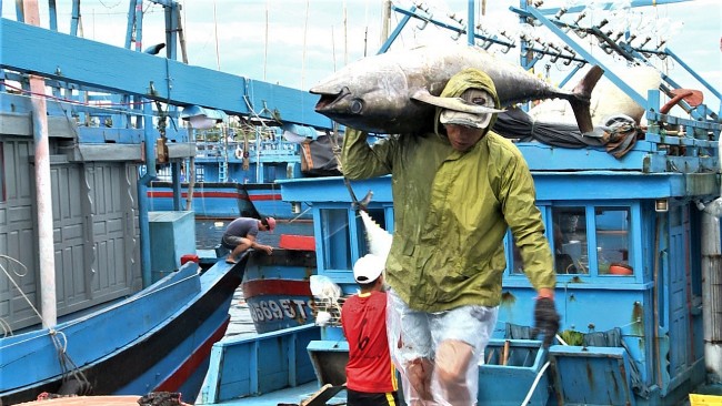International Cooperation Promotes Sustainable Fisheries in Vietnam
