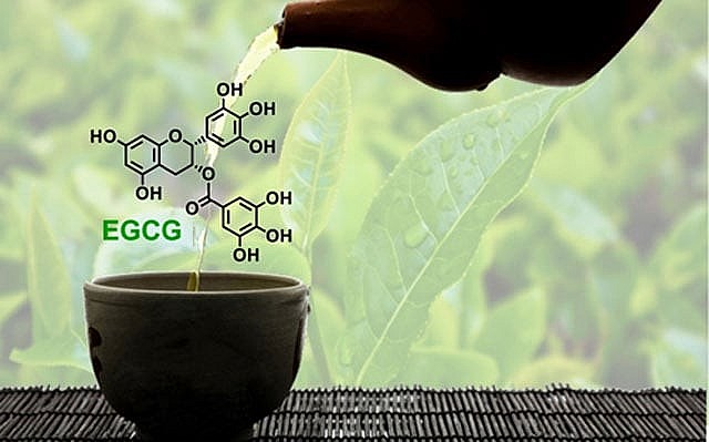 With the EGCG compound, green tea has become the king of refreshment beverages. With the EGCG compound, green tea has become the king of refreshment beverages.