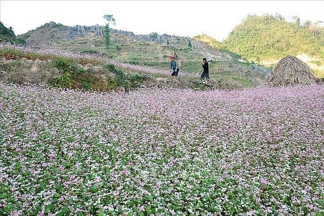 Buckwheat flower season on the Dong Van Karst Plateau in Tuyen Quang province. (Photo: VNA) Buckwheat flower season on the Dong Van Karst Plateau in Tuyen Quang province. (Photo: VNA)