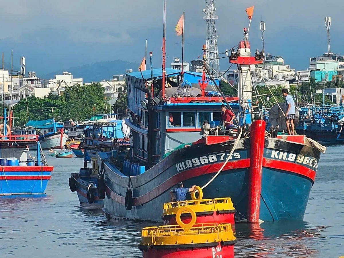 Bountiful Tuna Season Coupled with Tightened IUU Controls: Khanh Hoa Begins the New Year with Sustainable Fishing