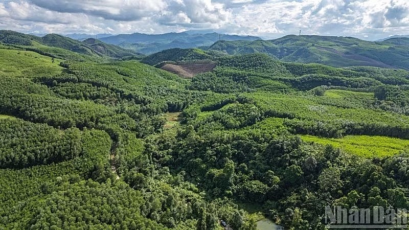 Forest canopies in Thanh Binh Commune, Da Nang City. (Photo: Tung Lam) Forest canopies in Thanh Binh Commune, Da Nang City. (Photo: Tung Lam)