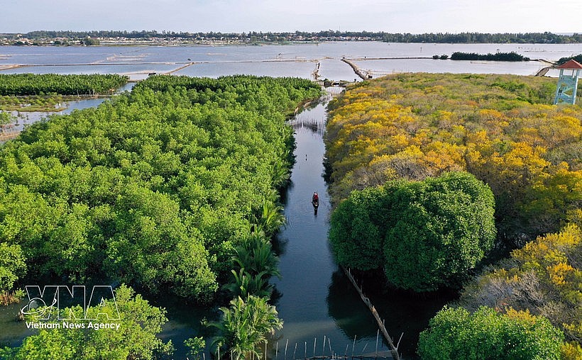 Ru Cha forest is the only remaining primary mangrove ecosystem on Tam Giang Lagoon, located in Hoa Chau ward, about 10km from downtown Hue. (Photo: VNA) Ru Cha forest is the only remaining primary mangrove ecosystem on Tam Giang Lagoon, located in Hoa Chau ward, about 10km from downtown Hue. (Photo: VNA)