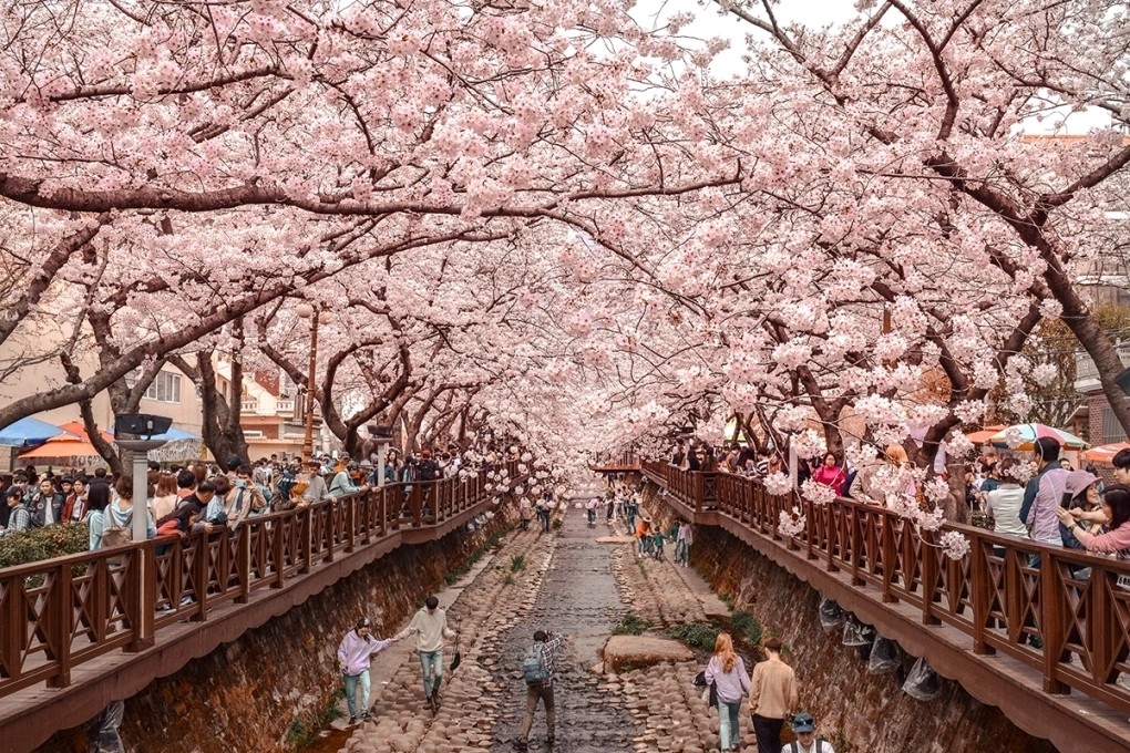 South Korea during cherry blossom season is also an ideal destination for Vietnamese tourists during the upcoming long holiday (Photo: Envato) South Korea during cherry blossom season is also an ideal destination for Vietnamese tourists during the upcoming long holiday (Photo: Envato)