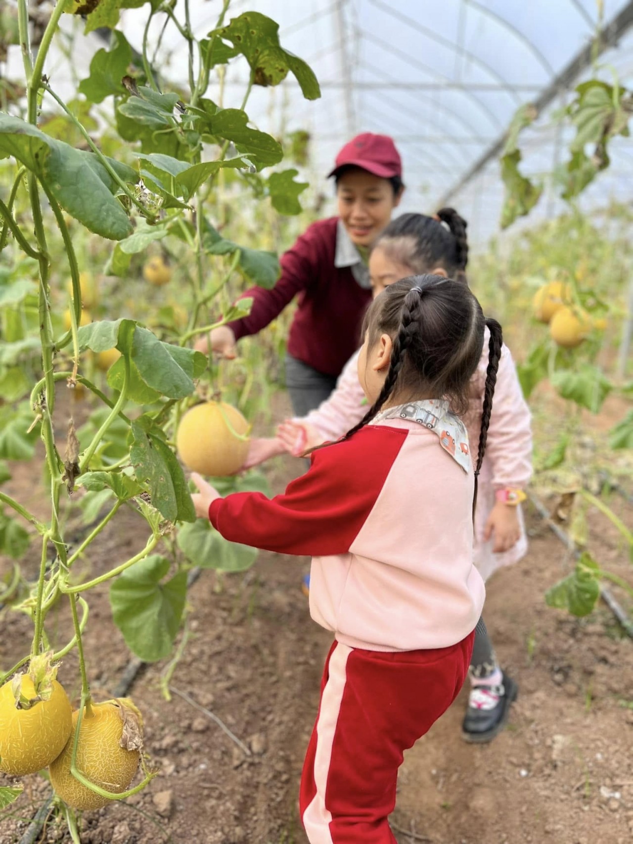 Keeping Vegetables Clean on the Red River Alluvial Flats