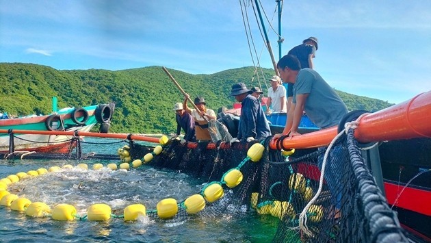 Khanh Hoa Fishermen Bring Cameras Underwater